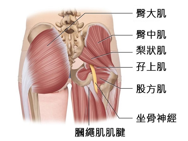 臀部深處與屁股痛相關的結構